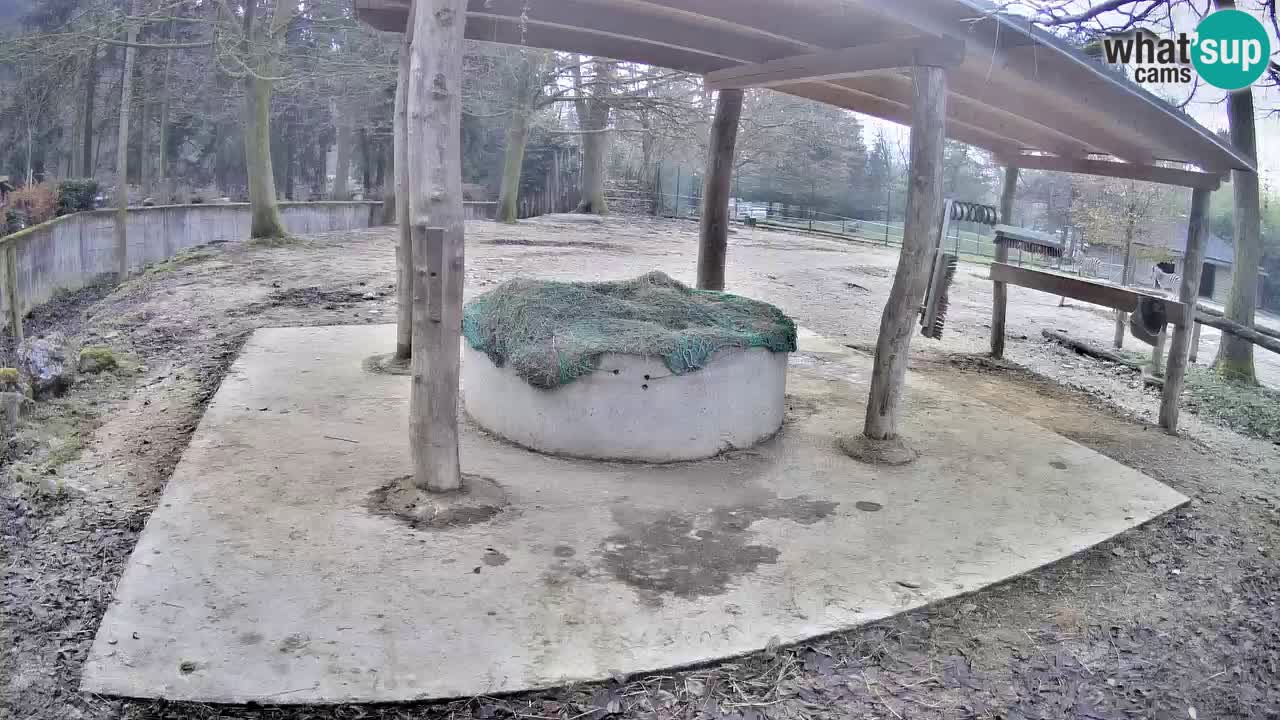 Live webcam Les zèbres in Ljubljana ZOO – Slovénie