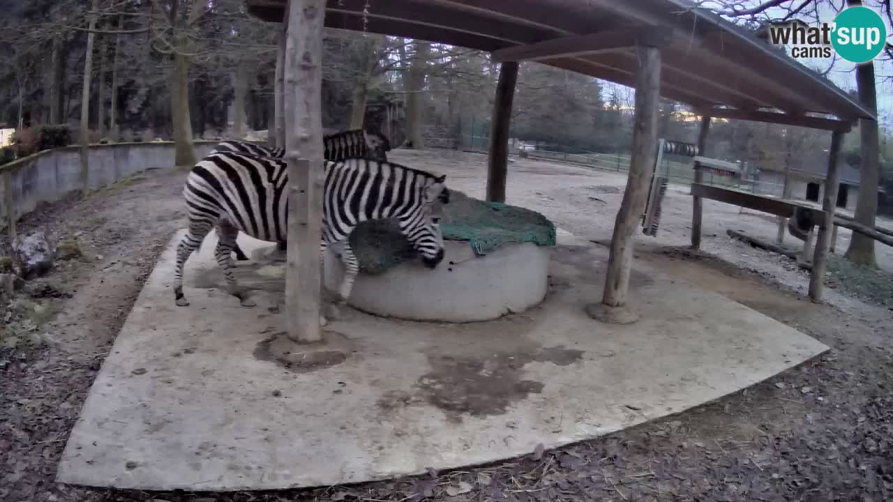 Le Zebre nello ZOO di Ljubljana – Slovenia Live webcam