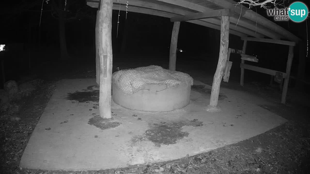 Camera en vivo Cebras in Ljubljana ZOO – Eslovenia