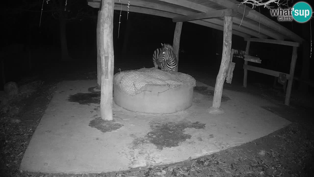 Live webcam Zebras in Ljubljana ZOO – Slovenia