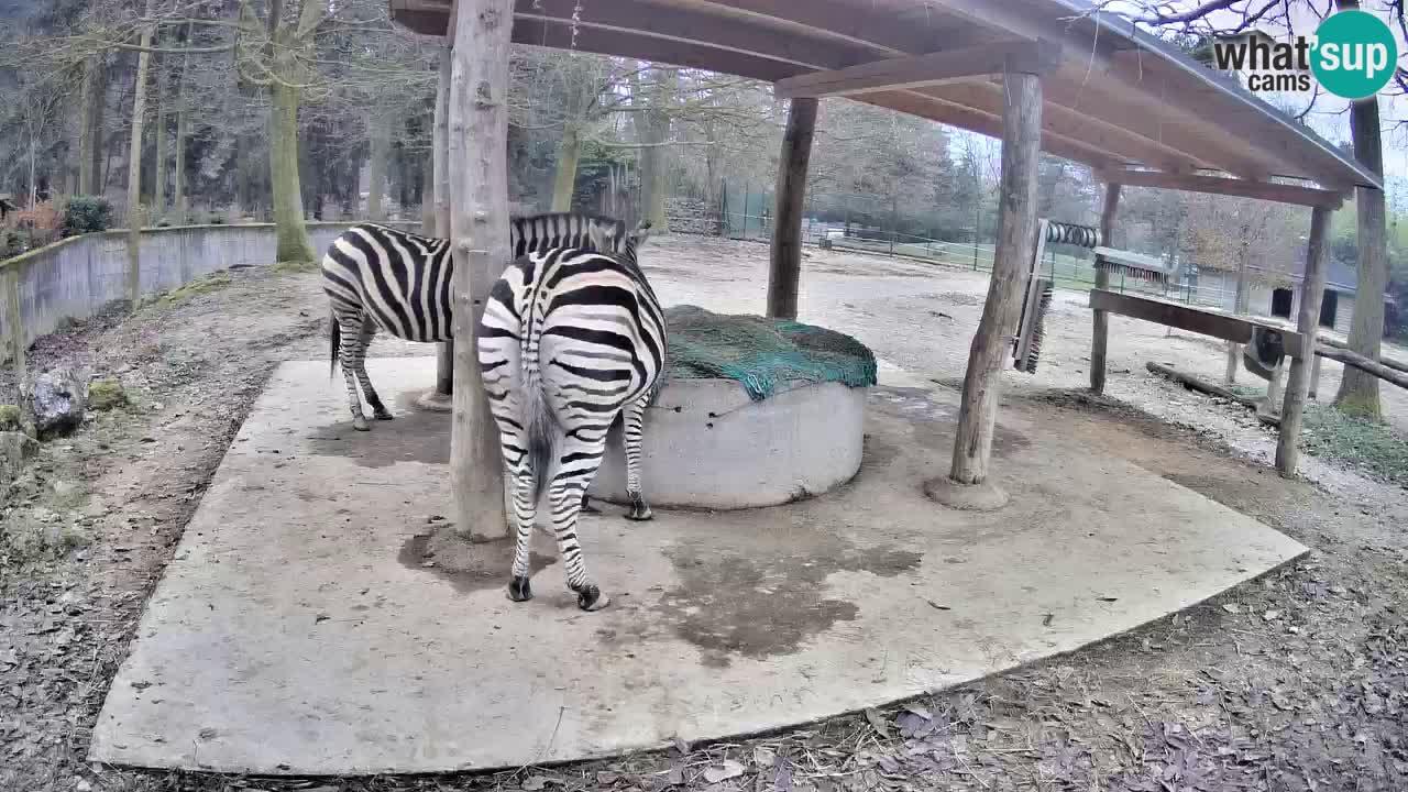 Live Webcam Zebras in Ljubljana ZOO – Slowenien