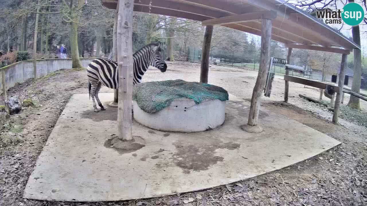 Live Webcam Zebras in Ljubljana ZOO – Slowenien