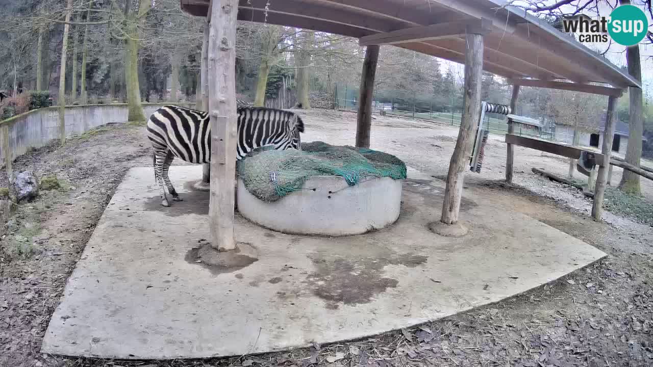 Live Webcam Zebras in Ljubljana ZOO – Slowenien