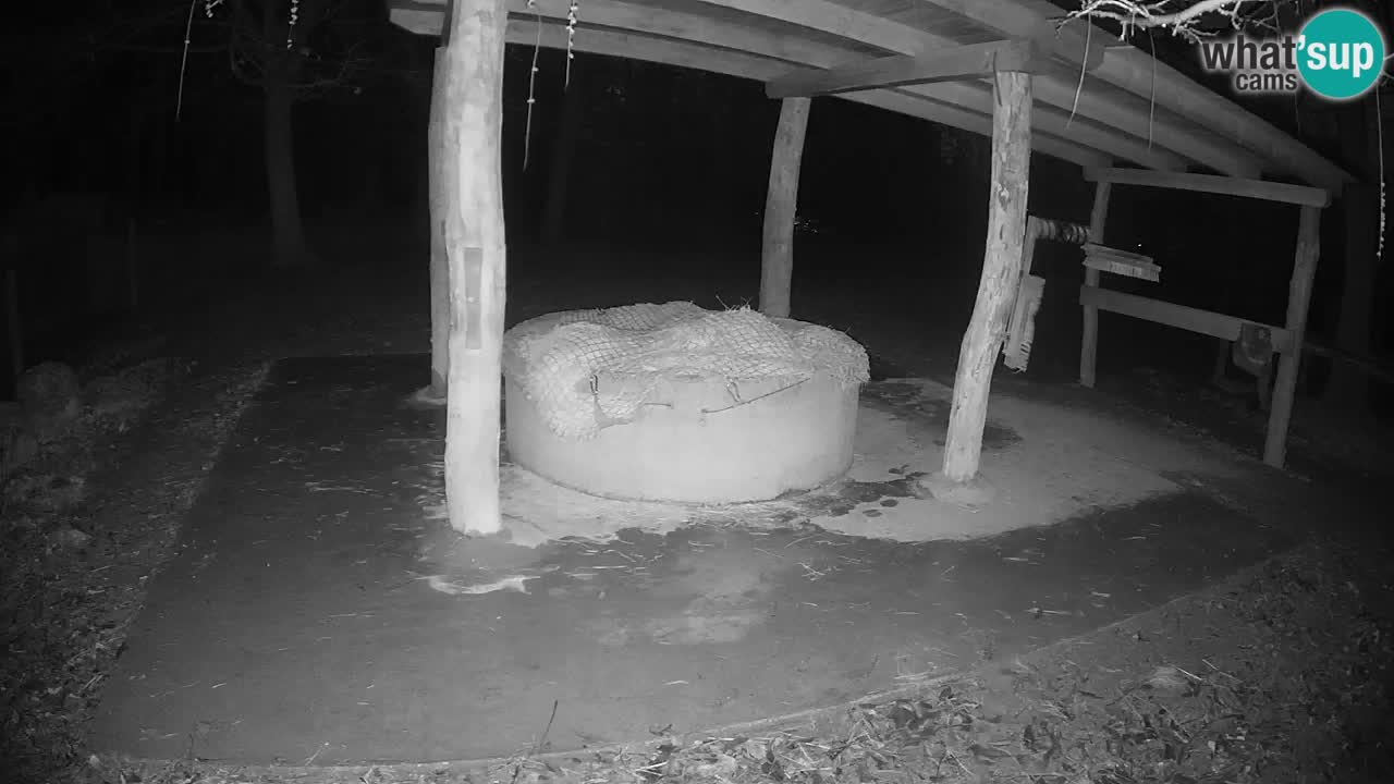 Live webcam Zebras in Ljubljana ZOO – Slovenia