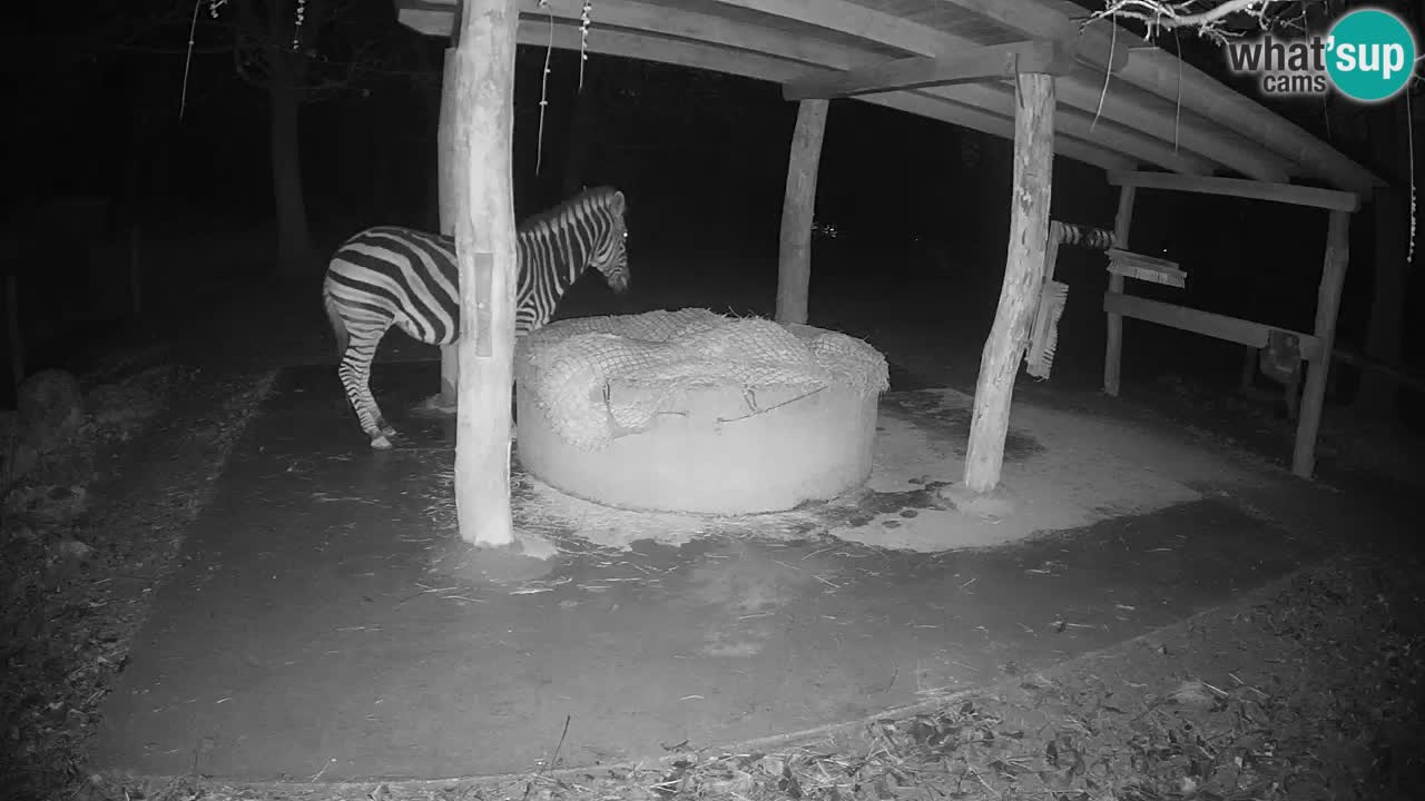 Live webcam Zebras in Ljubljana ZOO – Slovenia