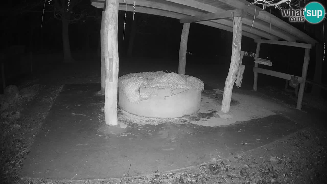 Live webcam Zebras in Ljubljana ZOO – Slovenia