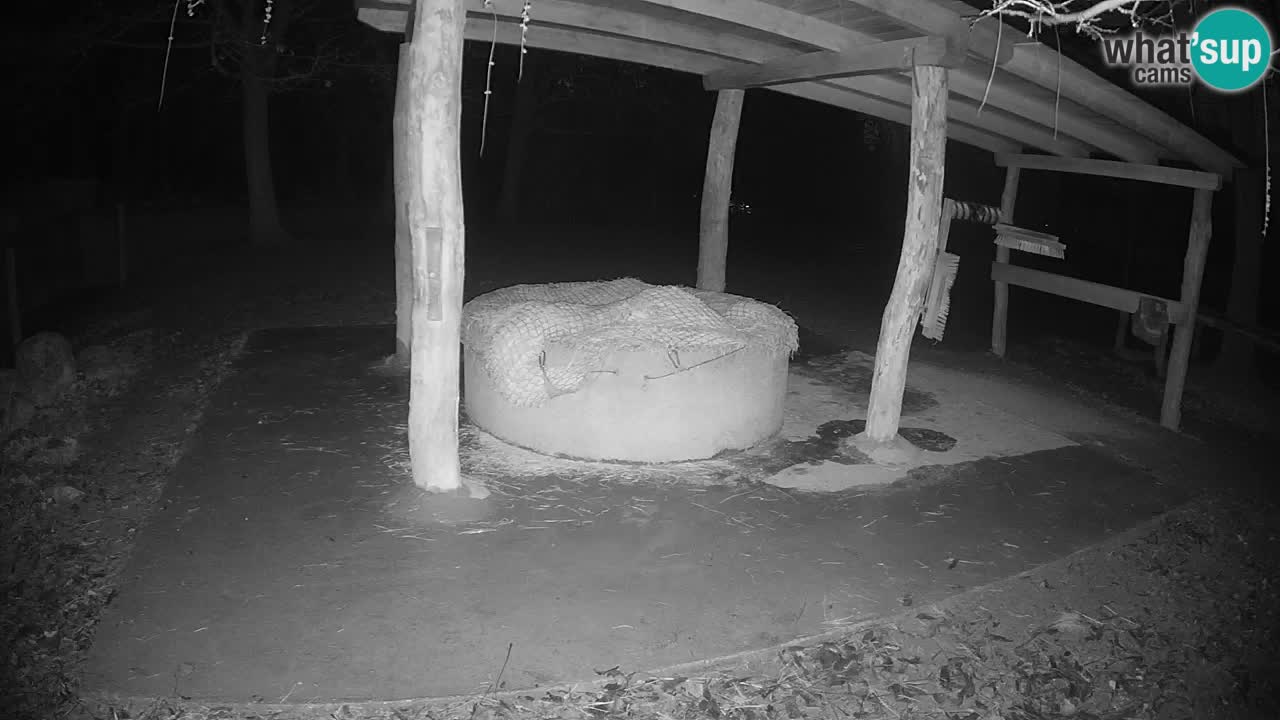 Live webcam Zebras in Ljubljana ZOO – Slovenia