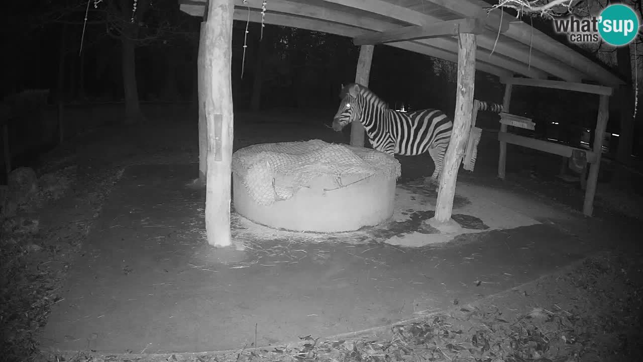 Live Webcam Zebras in Ljubljana ZOO – Slowenien
