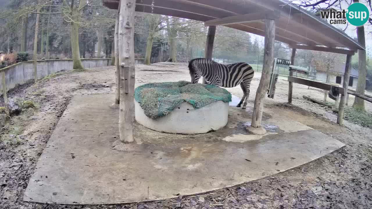 Web kamera uživo Zebras u ZOO Ljubljana – Slovenija