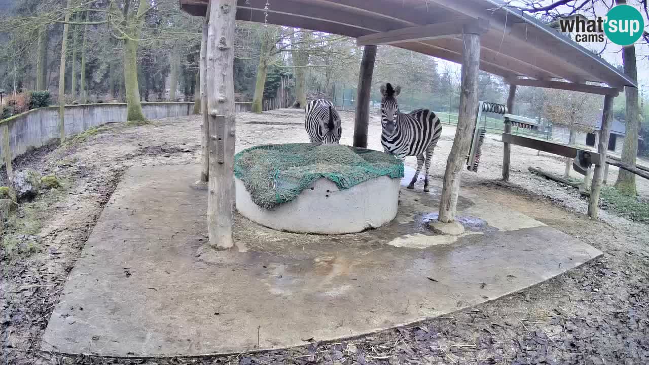Le Zebre nello ZOO di Ljubljana – Slovenia Live webcam
