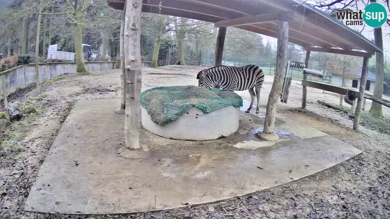 Le Zebre nello ZOO di Ljubljana – Slovenia Live webcam