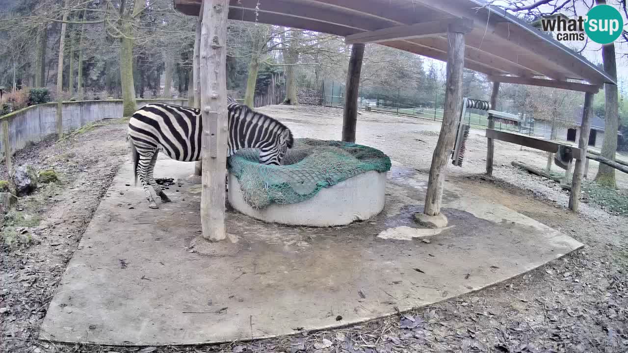 Web kamera uživo Zebras u ZOO Ljubljana – Slovenija