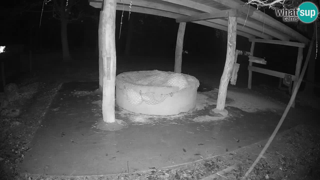 Camera en vivo Cebras in Ljubljana ZOO – Eslovenia