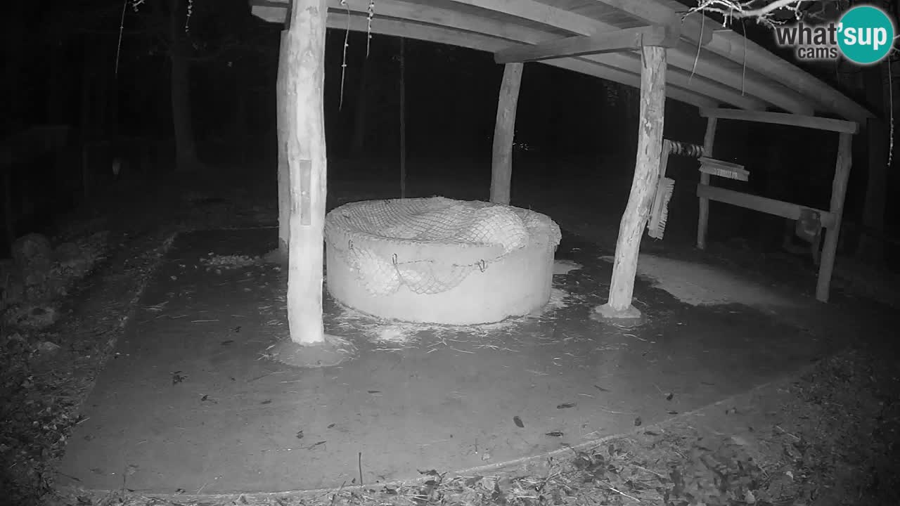 Live webcam Zebras in Ljubljana ZOO – Slovenia