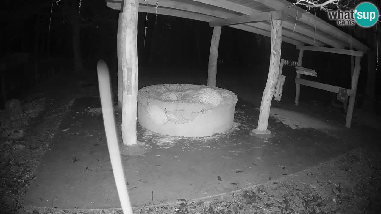 Zebre v živo v živalskem vrtu Ljubljana ZOO spletne kamere