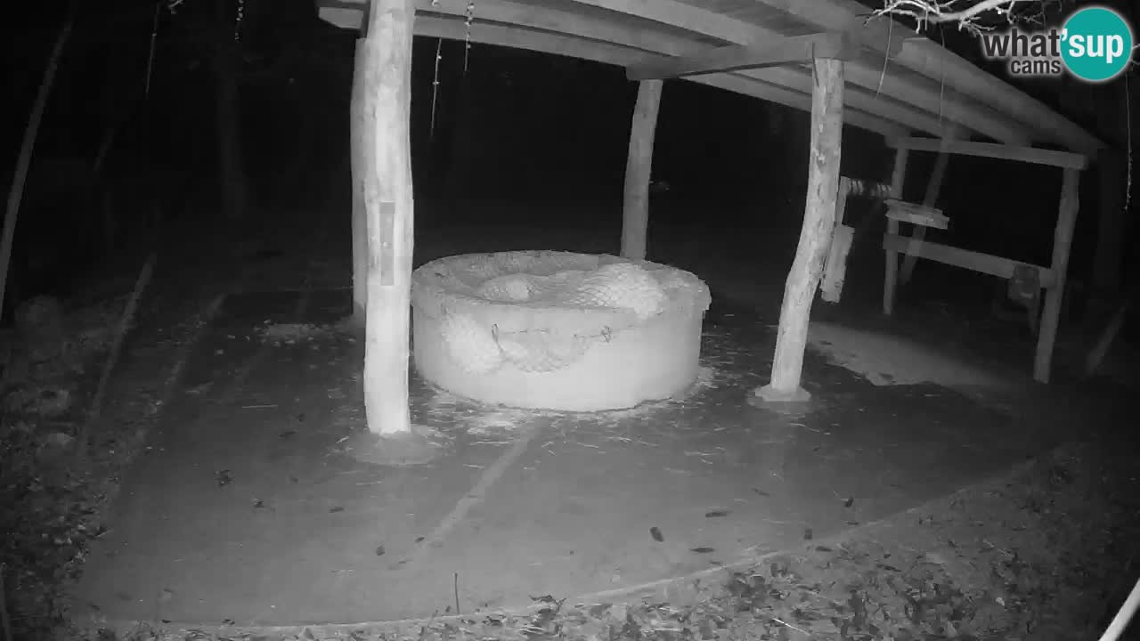 Camera en vivo Cebras in Ljubljana ZOO – Eslovenia