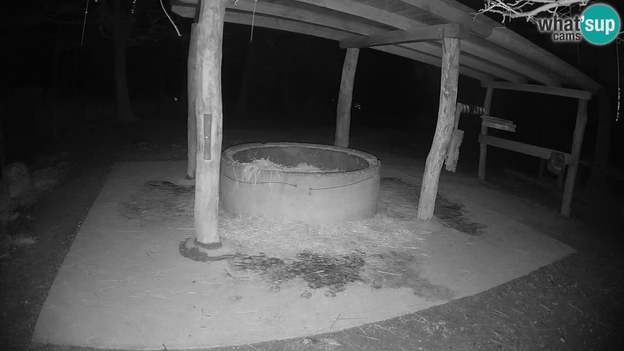 Live Webcam Zebras in Ljubljana ZOO – Slowenien