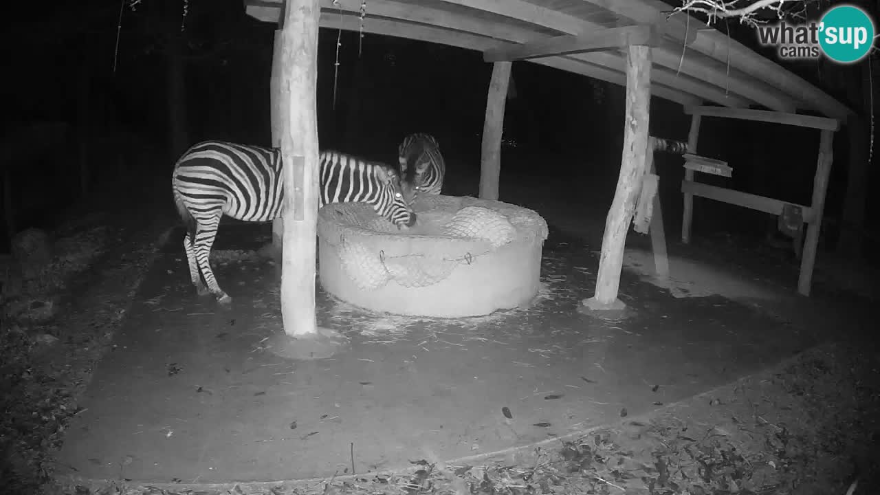 Zebre v živo v živalskem vrtu Ljubljana ZOO spletne kamere
