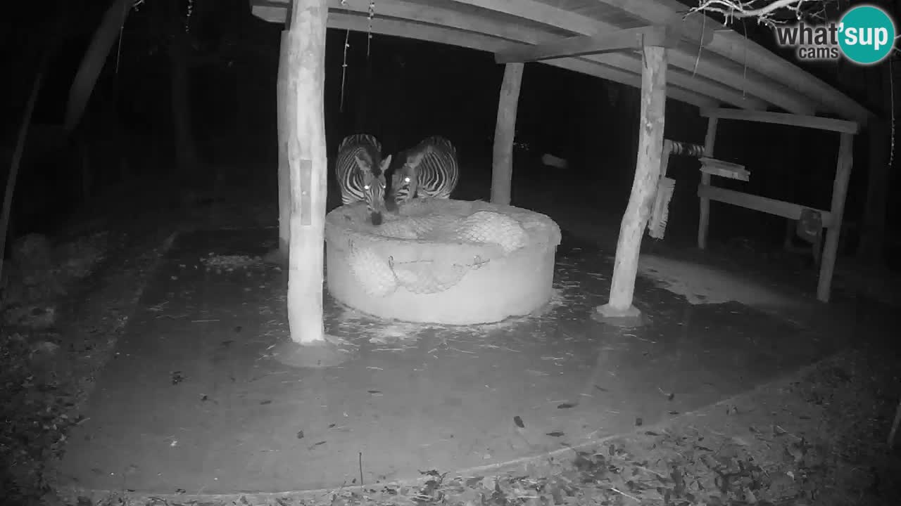 Zebre v živo v živalskem vrtu Ljubljana ZOO spletne kamere