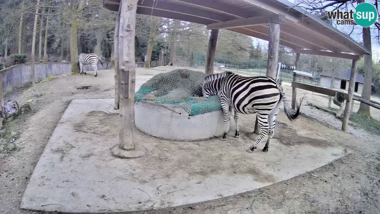 Zebre v živo v živalskem vrtu Ljubljana ZOO spletne kamere