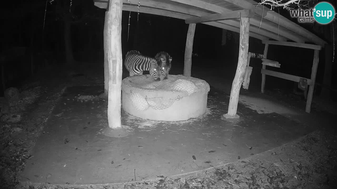 Camera en vivo Cebras in Ljubljana ZOO – Eslovenia