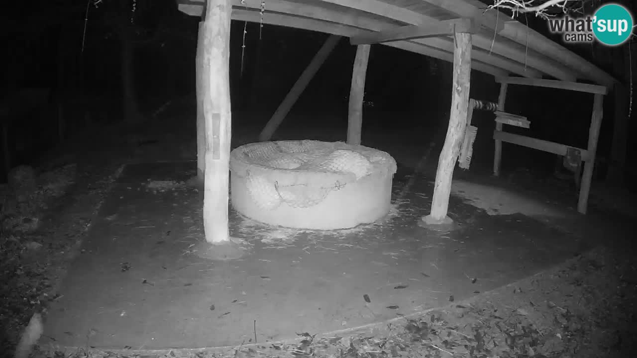 Zebre v živo v živalskem vrtu Ljubljana ZOO spletne kamere