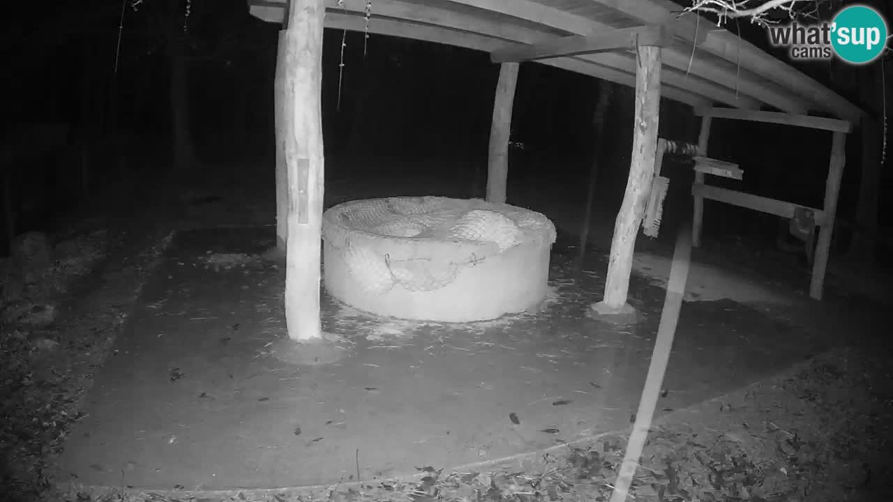 Live webcam Les zèbres in Ljubljana ZOO – Slovénie