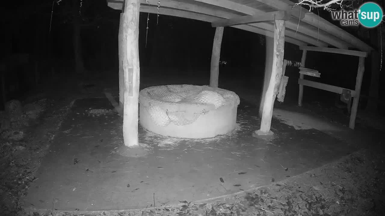 Live webcam Les zèbres in Ljubljana ZOO – Slovénie