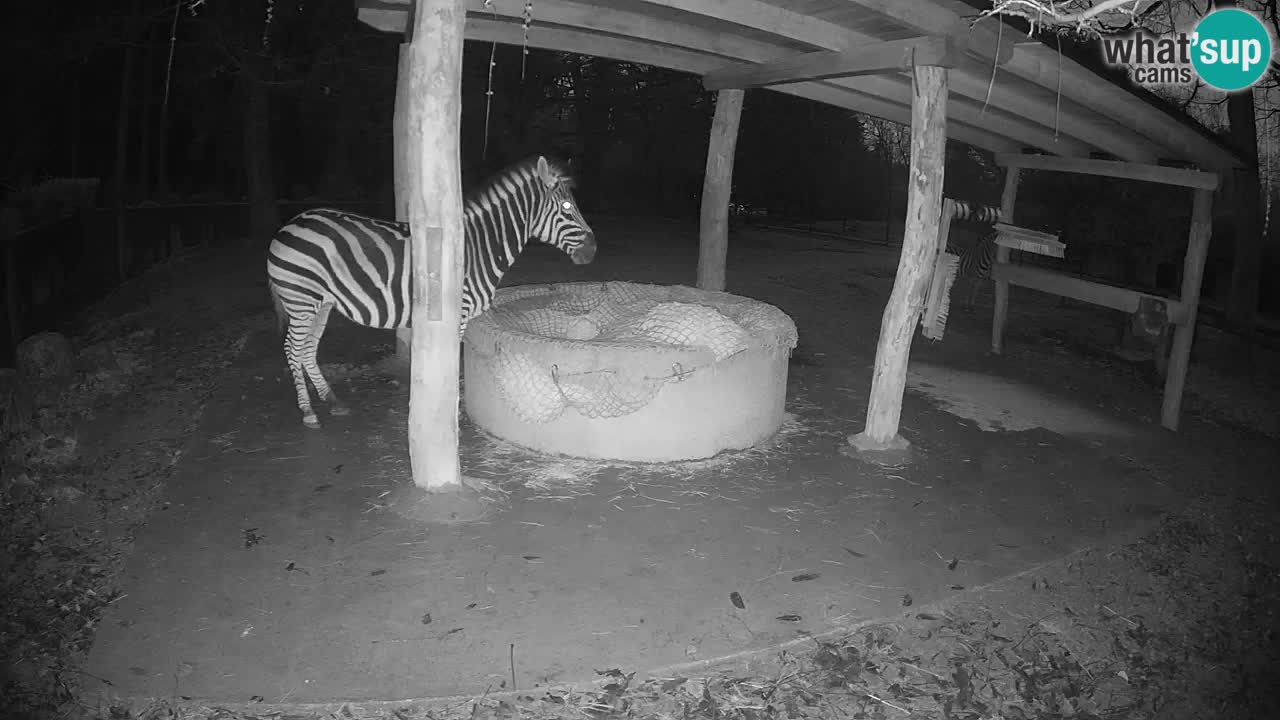Live webcam Zebras in Ljubljana ZOO – Slovenia