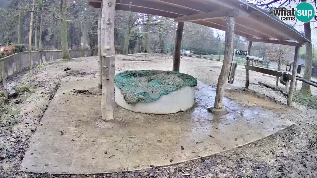 Live webcam Zebras in Ljubljana ZOO – Slovenia