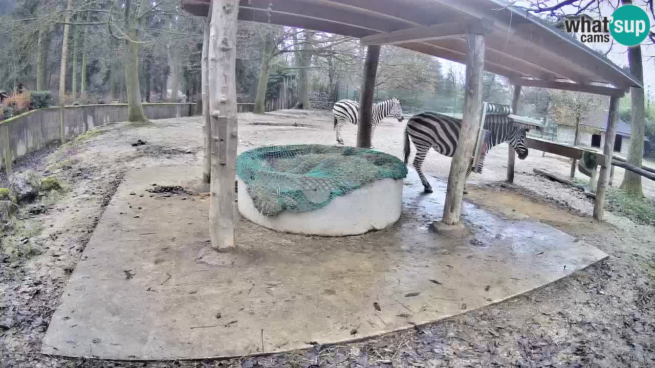 Zebre v živo v živalskem vrtu Ljubljana ZOO spletne kamere