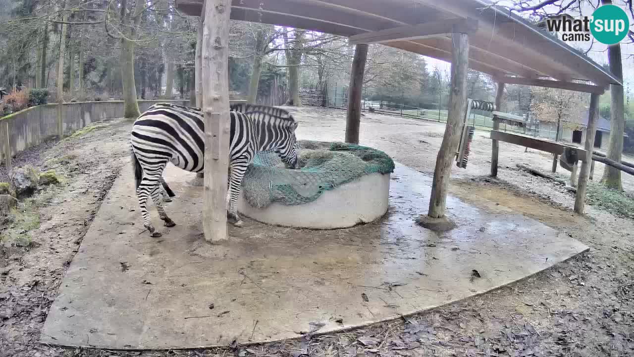 Live webcam Zebras in Ljubljana ZOO – Slovenia