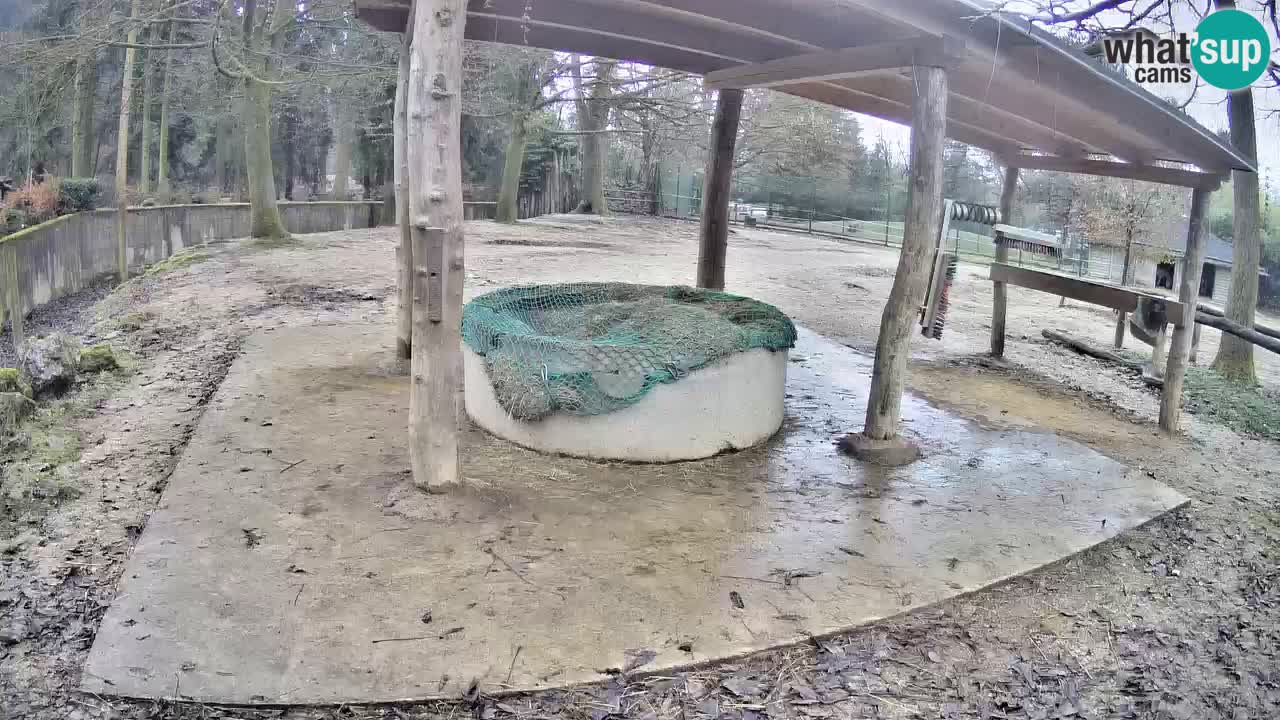 Live webcam Zebras in Ljubljana ZOO – Slovenia