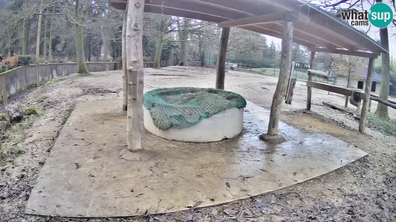 Live webcam Les zèbres in Ljubljana ZOO – Slovénie