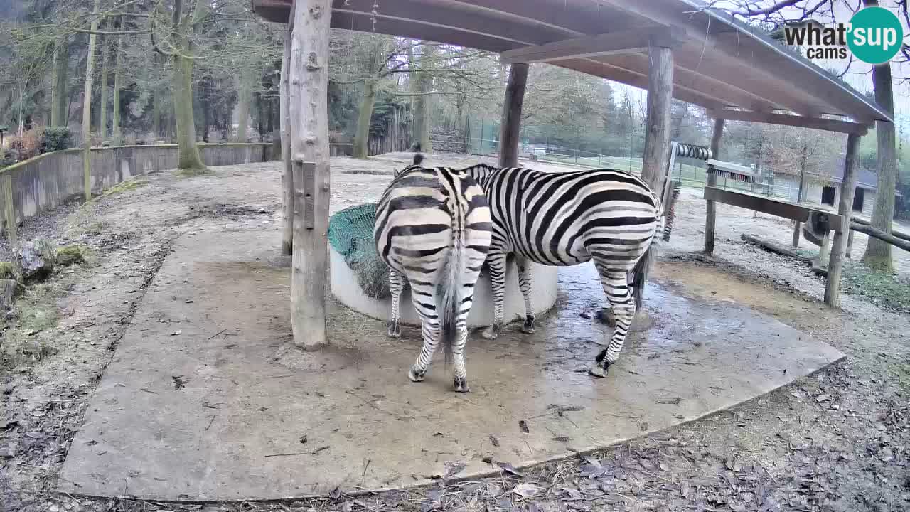 Live Webcam Zebras in Ljubljana ZOO – Slowenien