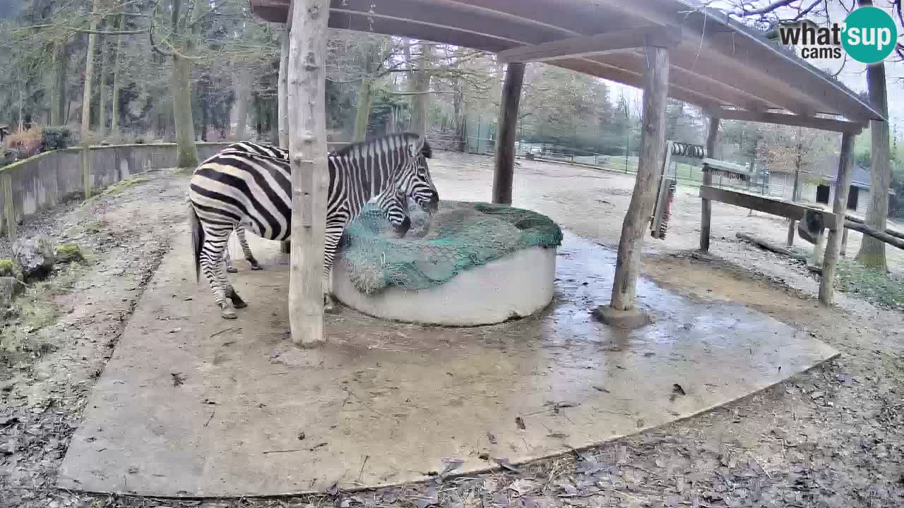 Live Webcam Zebras in Ljubljana ZOO – Slowenien