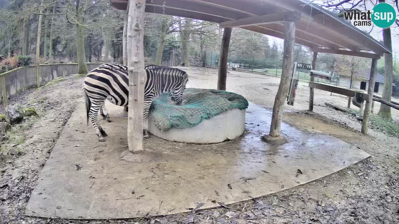 Live Webcam Zebras in Ljubljana ZOO – Slowenien