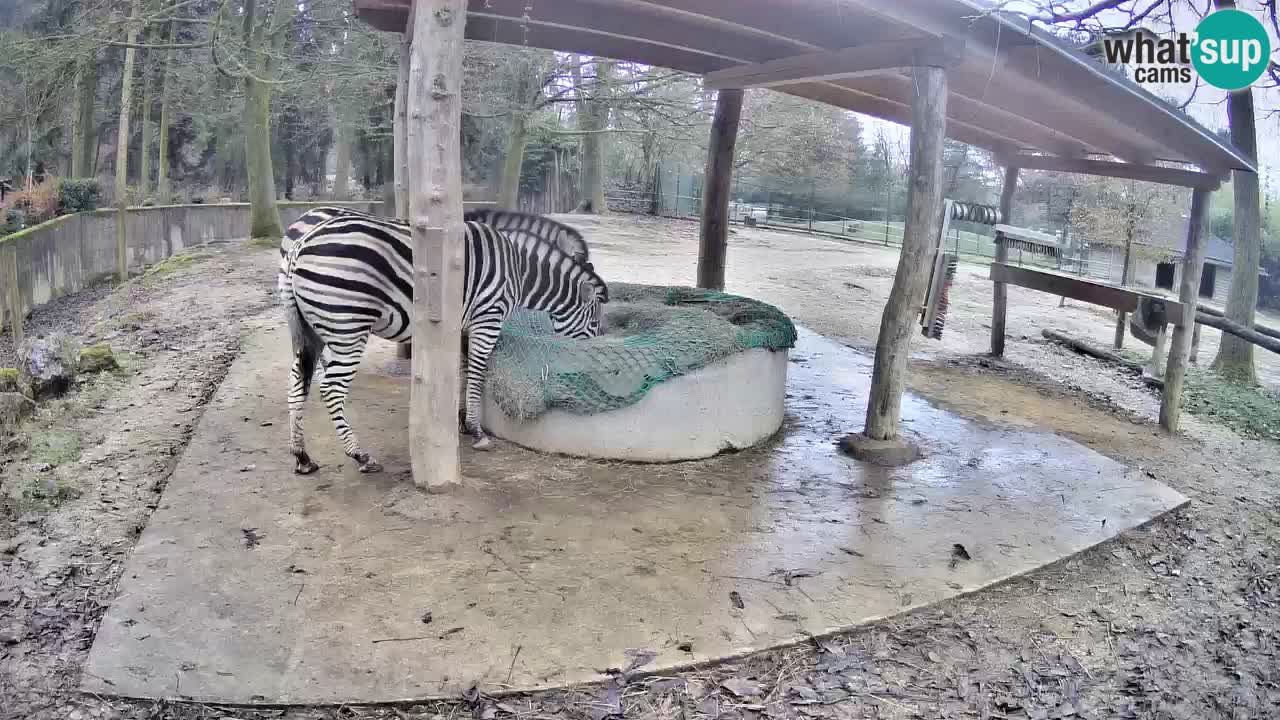 Live Webcam Zebras in Ljubljana ZOO – Slowenien