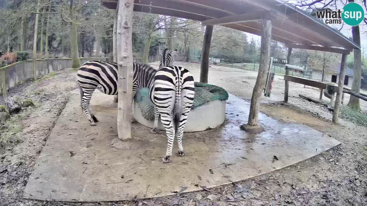 Live Webcam Zebras in Ljubljana ZOO – Slowenien