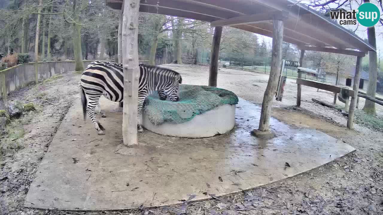 Live webcam Les zèbres in Ljubljana ZOO – Slovénie