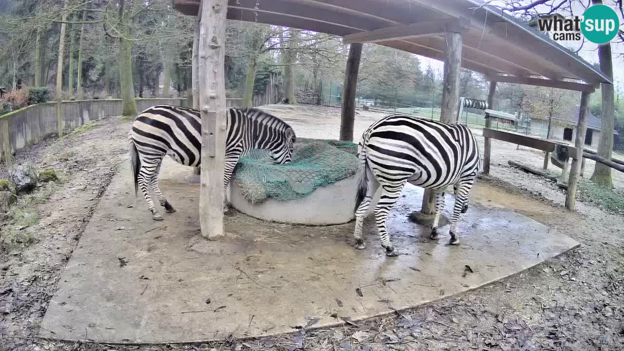 Zebre v živo v živalskem vrtu Ljubljana ZOO spletne kamere