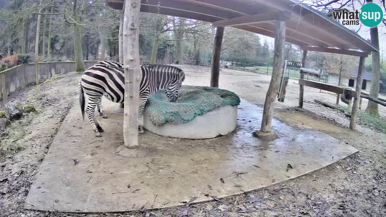 Live webcam Zebras in Ljubljana ZOO – Slovenia