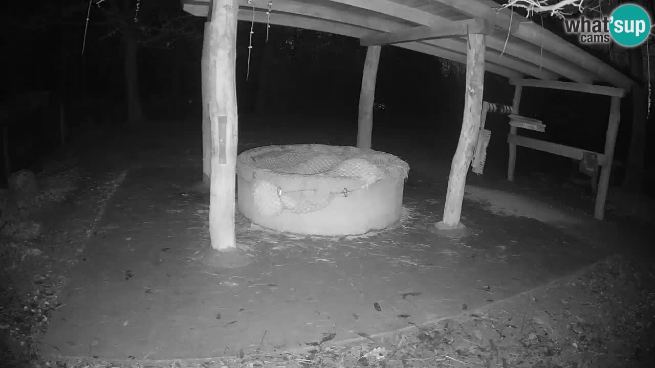 Live webcam Zebras in Ljubljana ZOO – Slovenia