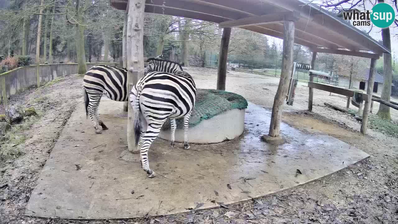 Live Webcam Zebras in Ljubljana ZOO – Slowenien