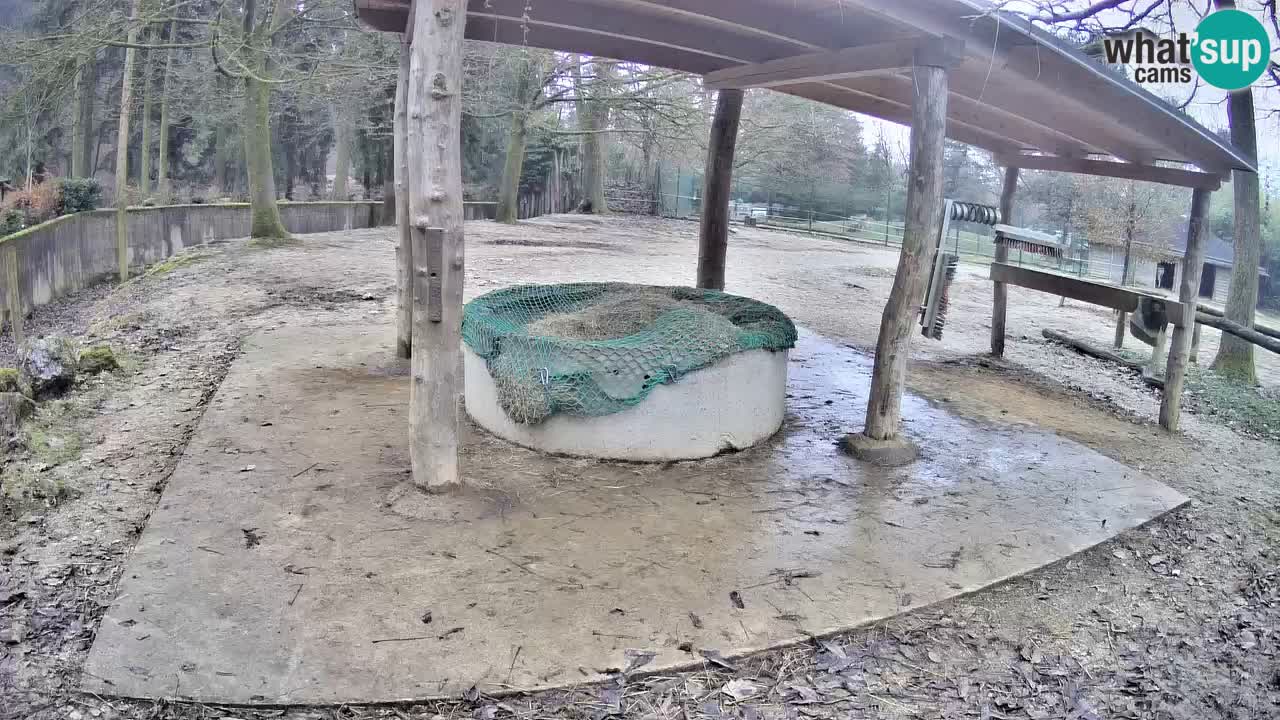 Live webcam Zebras in Ljubljana ZOO – Slovenia