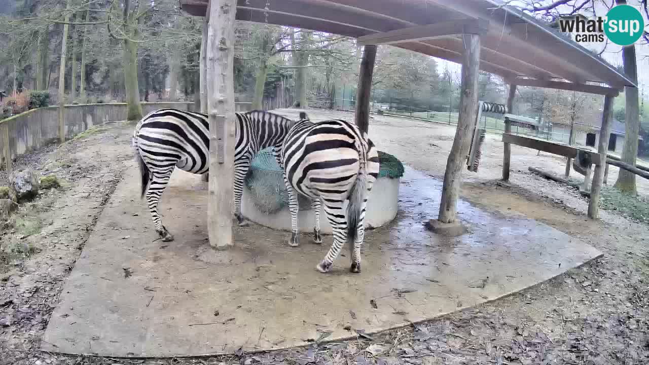 Le Zebre nello ZOO di Ljubljana – Slovenia Live webcam