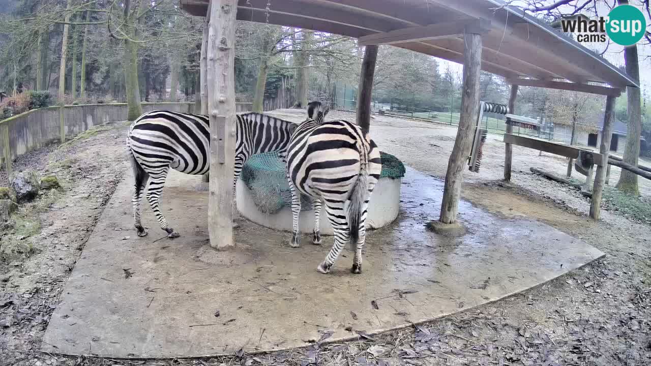 Camera en vivo Cebras in Ljubljana ZOO – Eslovenia