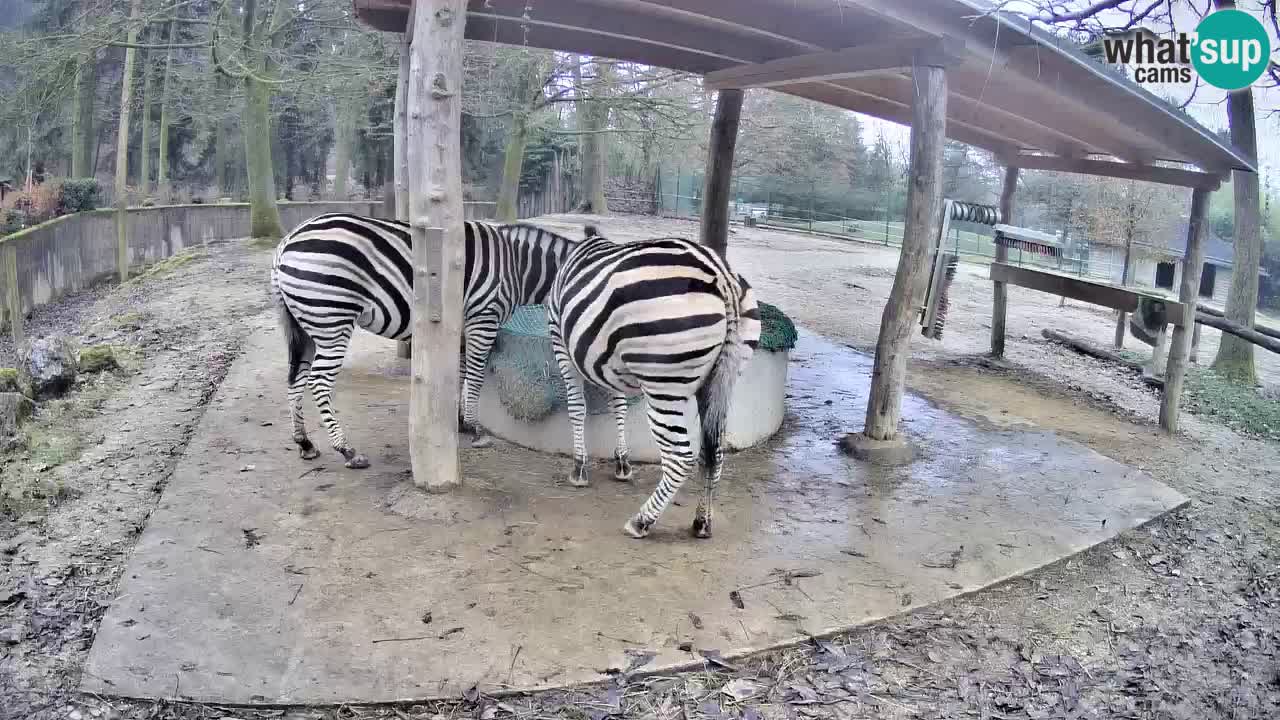 Le Zebre nello ZOO di Ljubljana – Slovenia Live webcam