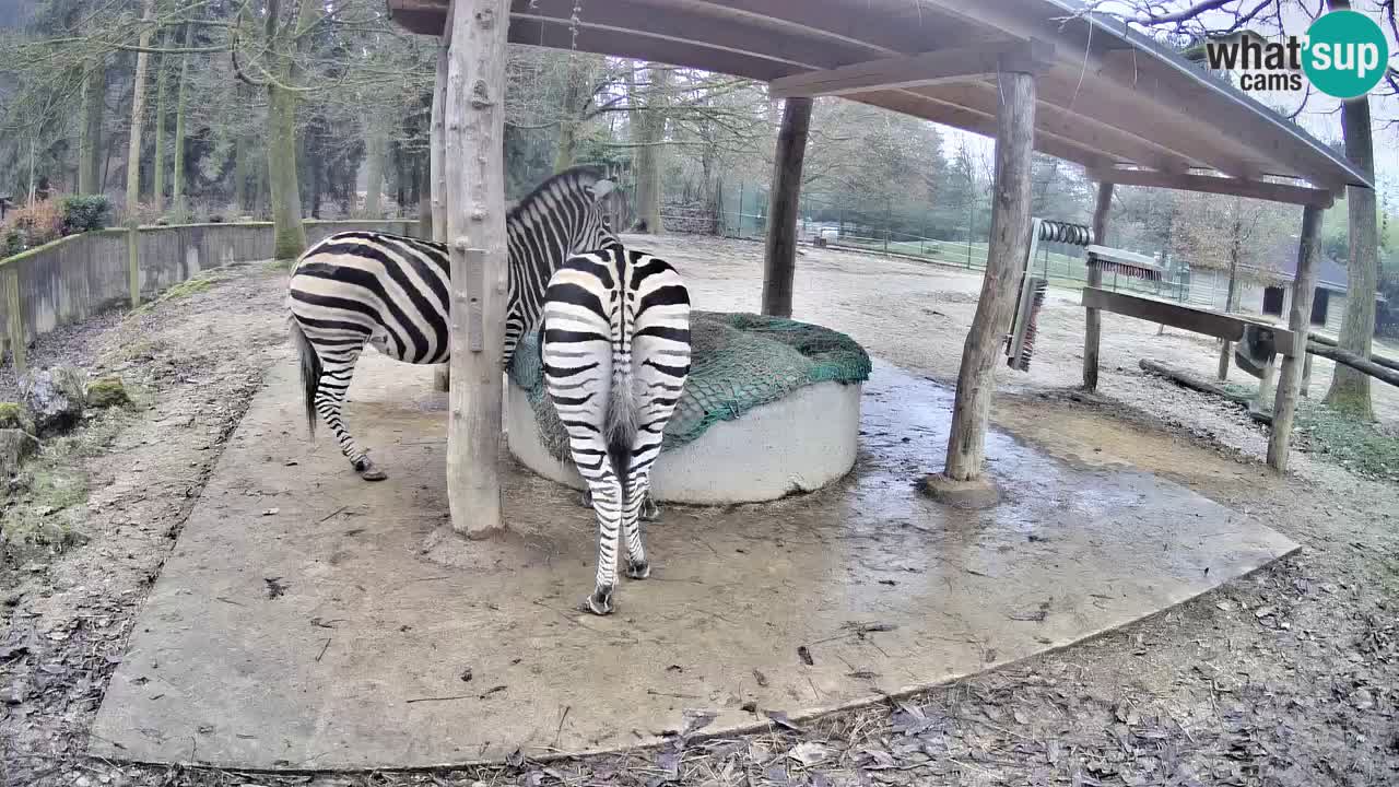 Live Webcam Zebras in Ljubljana ZOO – Slowenien