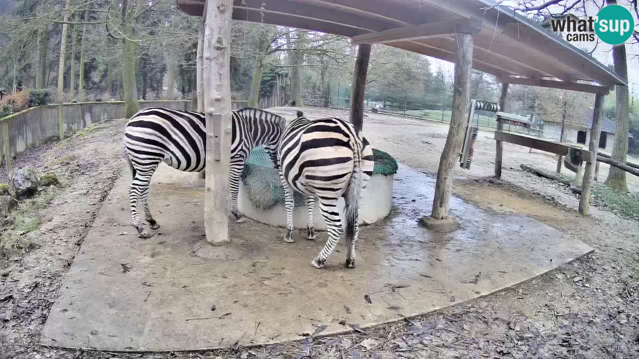 Live webcam Les zèbres in Ljubljana ZOO – Slovénie